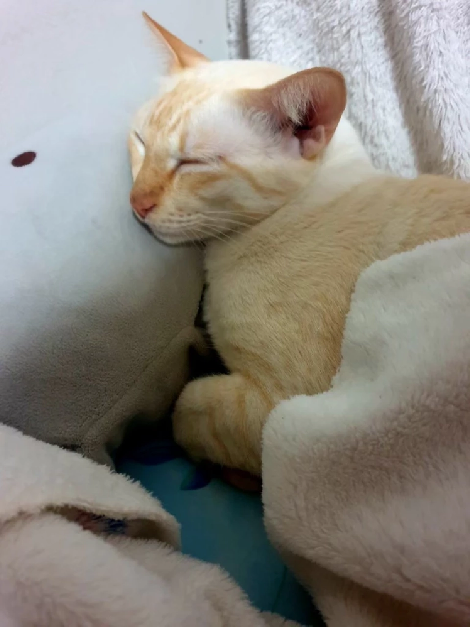 วันนี้ วันแมวโลก 2568  มีที่มาที่ไปอย่างไร เตือนเจ้าของต้องจดทะเบียนสัตว์เลี้ยง