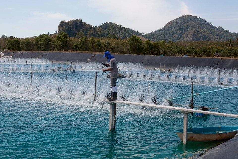 เปิดเกมยั่งยืน TFM เสิร์ฟกุ้งรักษ์โลก หนุนเกษตรกรไทยสู่ตลาดพรีเมียม