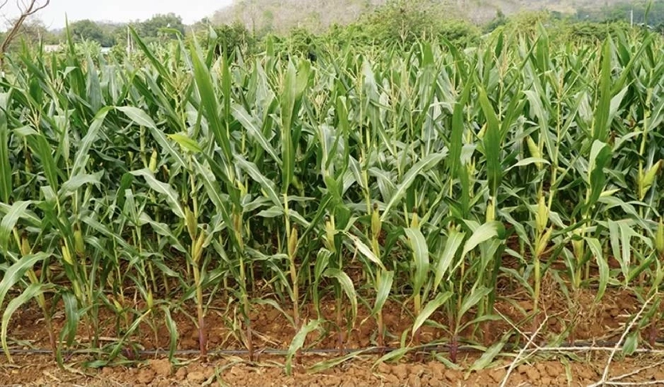 อาหารสัตว์ เตือนนำเข้าเนื้อหมูสหรัฐ กระทบเกษตรกร "ข้าวโพด-ข้าว-มันสำปะหลัง"