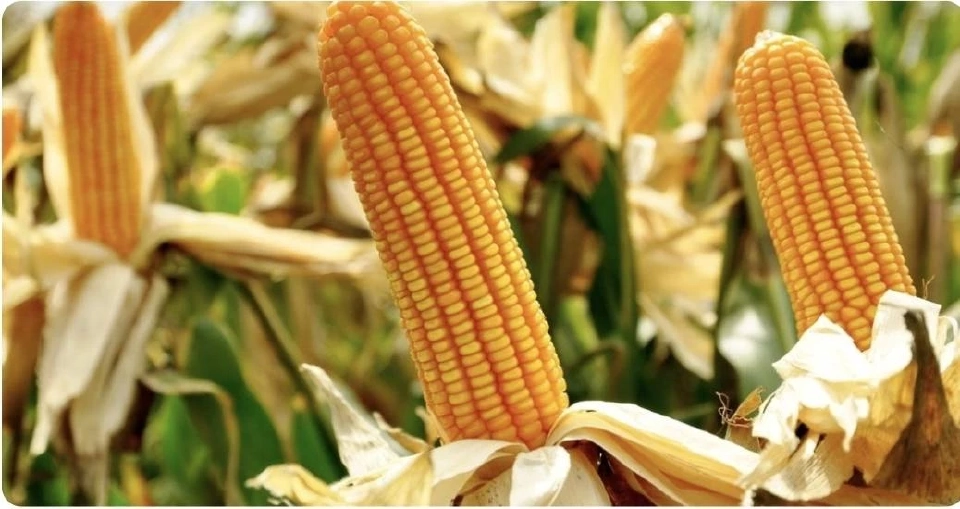 อาหารสัตว์ เตือนนำเข้าเนื้อหมูสหรัฐ กระทบเกษตรกร "ข้าวโพด-ข้าว-มันสำปะหลัง"