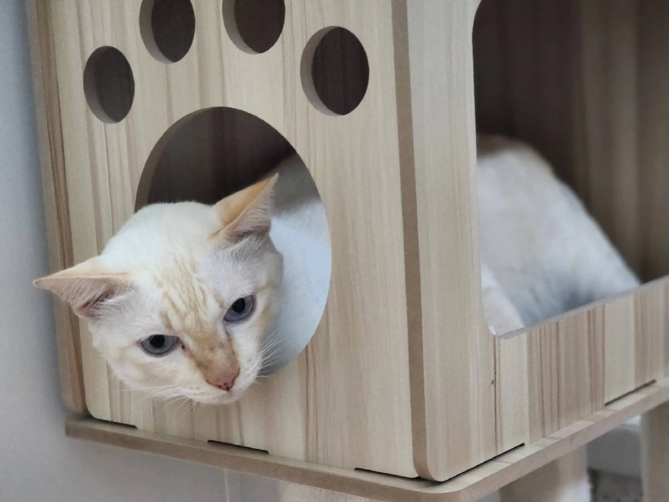 วันนี้ วันแมวโลก 2568  มีที่มาที่ไปอย่างไร เตือนเจ้าของต้องจดทะเบียนสัตว์เลี้ยง