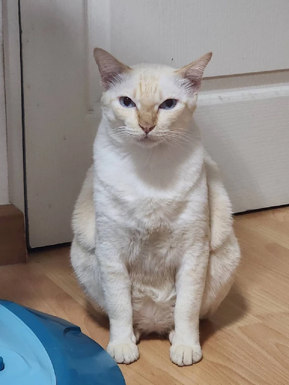 วันนี้ วันแมวโลก 2568  มีที่มาที่ไปอย่างไร เตือนเจ้าของต้องจดทะเบียนสัตว์เลี้ยง