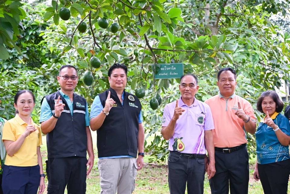 เปิดแล้ว “เทศกาลอะโวคาโด มรกตแห่งขุนเขา” วันที่  8–10 ส.ค.นี้