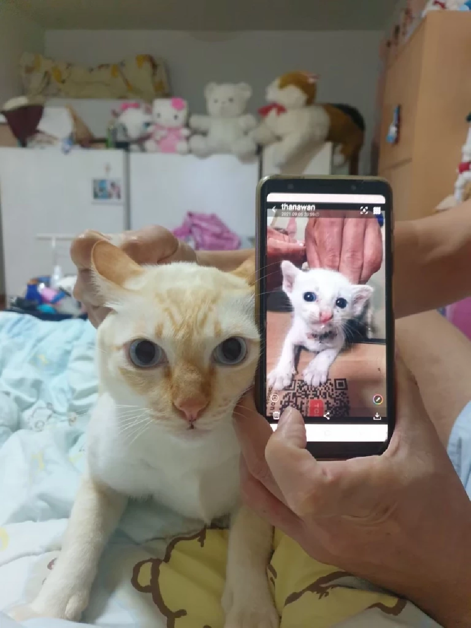 วันนี้ วันแมวโลก 2568  มีที่มาที่ไปอย่างไร เตือนเจ้าของต้องจดทะเบียนสัตว์เลี้ยง