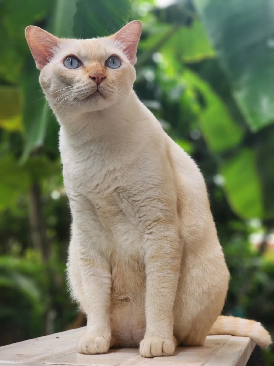 วันนี้ วันแมวโลก 2568  มีที่มาที่ไปอย่างไร เตือนเจ้าของต้องจดทะเบียนสัตว์เลี้ยง