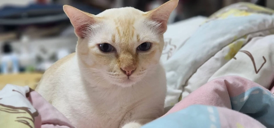 วันนี้ วันแมวโลก 2568  มีที่มาที่ไปอย่างไร เตือนเจ้าของต้องจดทะเบียนสัตว์เลี้ยง