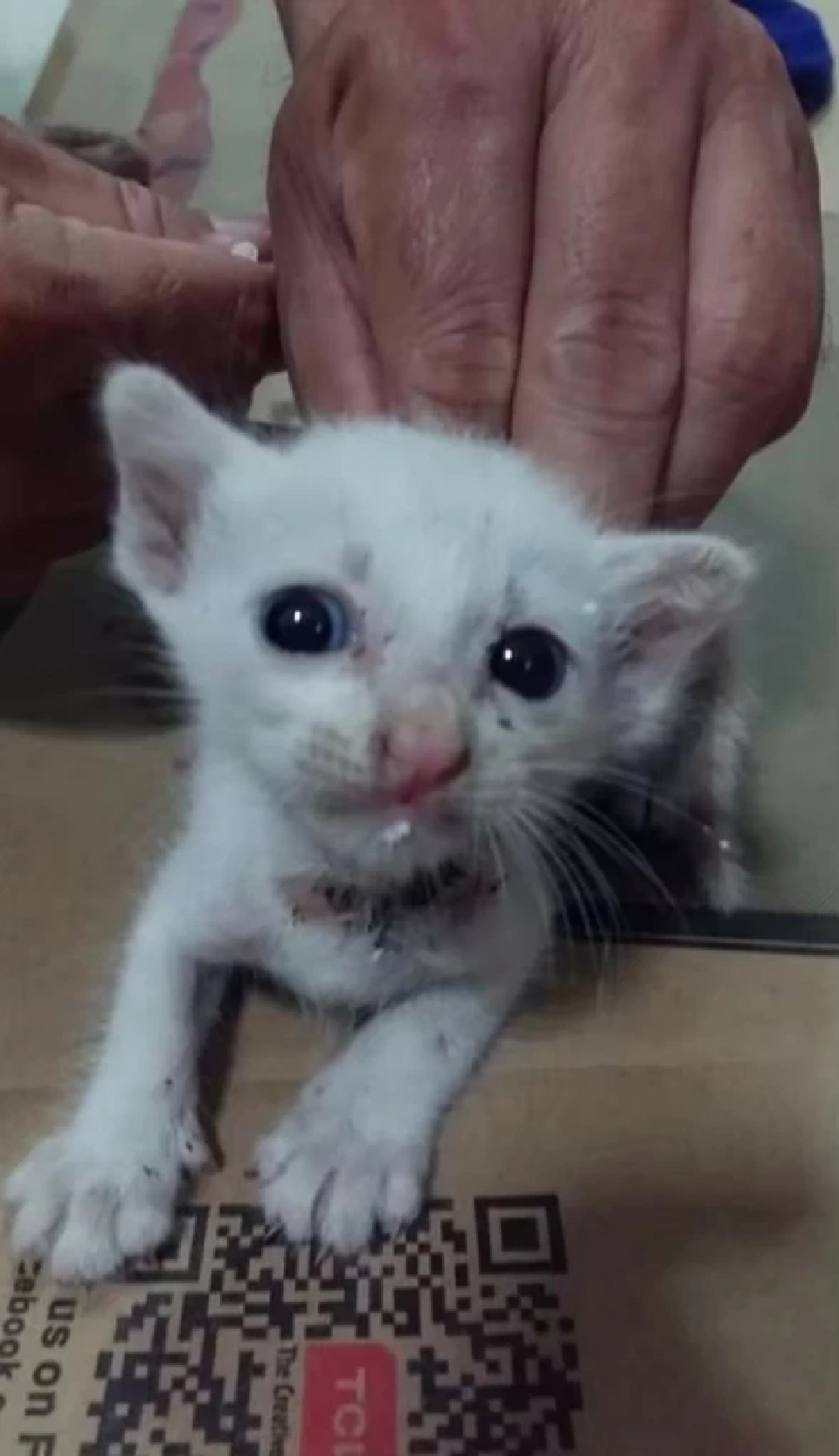 วันนี้ วันแมวโลก 2568  มีที่มาที่ไปอย่างไร เตือนเจ้าของต้องจดทะเบียนสัตว์เลี้ยง