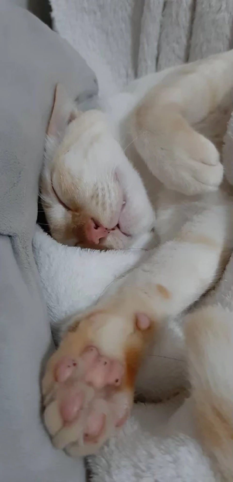 วันนี้ วันแมวโลก 2568  มีที่มาที่ไปอย่างไร เตือนเจ้าของต้องจดทะเบียนสัตว์เลี้ยง