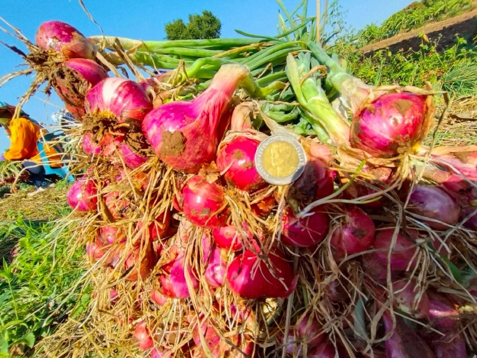 สร้างเงินล้าน 'กลุ่มเกษตรกรชัยภูมิ' ปลูกหอมแดงคุณภาพ