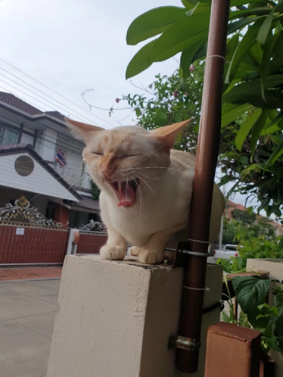 วันนี้ วันแมวโลก 2568  มีที่มาที่ไปอย่างไร เตือนเจ้าของต้องจดทะเบียนสัตว์เลี้ยง