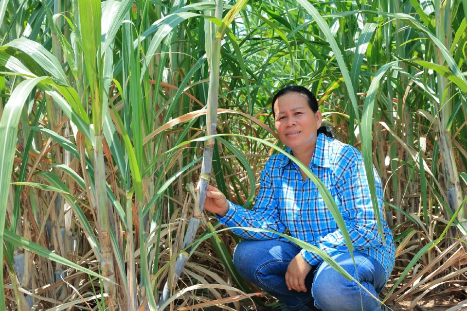 เปิดตัว 'มิตรผลโอเอซิส' โมเดลจัดการน้ำอ้อยไทย ยกระดับเกษตรยั่งยืน