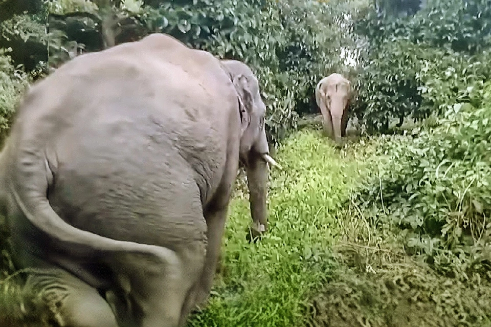 ผ่าจ้านช้างผ่าจ้านผี