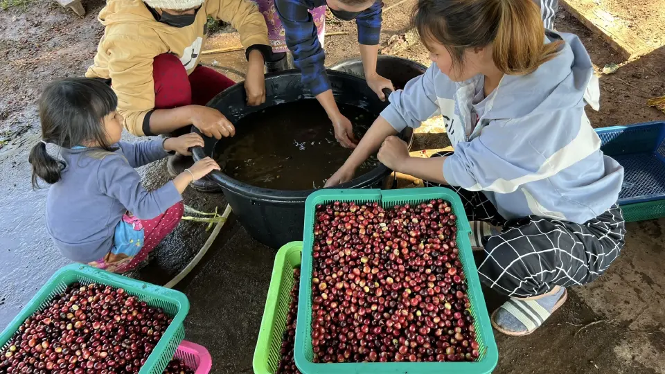 “คืนผืนป่าให้แม่ด้วยกาแฟพ่อ” ปลุกพลัง 9 Happiness Leaders หนุนกาแฟชุมชน-ฟื้นป่าน่านยั่งยืน