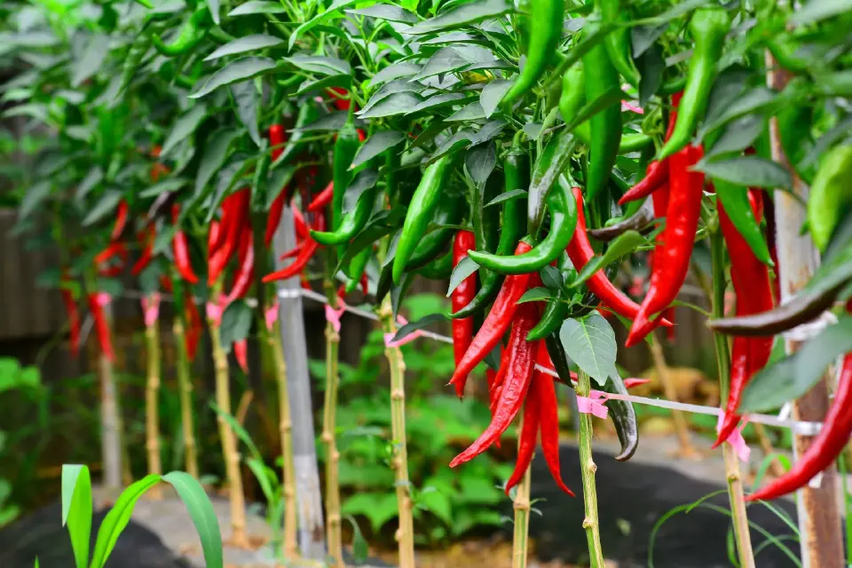 ซินเจนทา เปิด รง.บรรจุ “ผลิตภัณฑ์ทางชีวภาพ” ในไทย ดันสู่ศูนย์กลางนวัตกรรมเกษตรอาเซียน