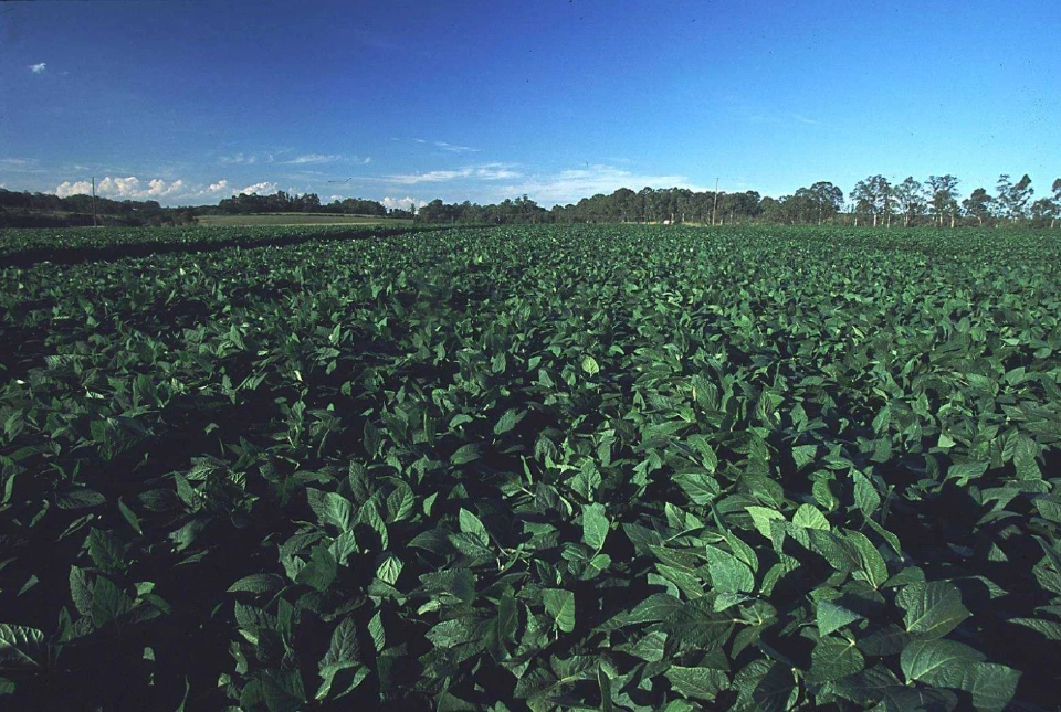 “บังกี้-กรุงเทพโปรดิ๊วส”จับมือใช้บล็อกเชนยกระดับห่วงโซ่อุปทานถั่วเหลือง