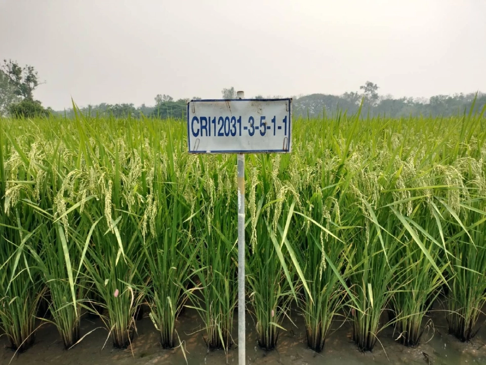 จับตา ‘กข113’ พันธุ์ข้าวป้ายแดง วงการข้าว ฮือฮา! ลุ้นยึดนาไทยแทนที่ข้าวหอมเวียดนาม