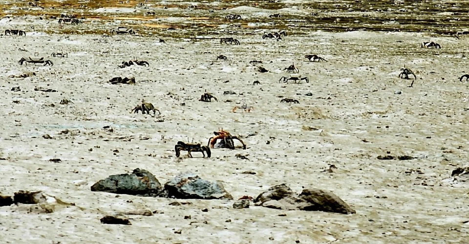 ล่องแคนูท่อง ‘อ่าวพังงา’ตามรอย ‘จูราสสิคเวิลด์’ มหัศจรรย์ แพลงก์ตอนเรืองแสง