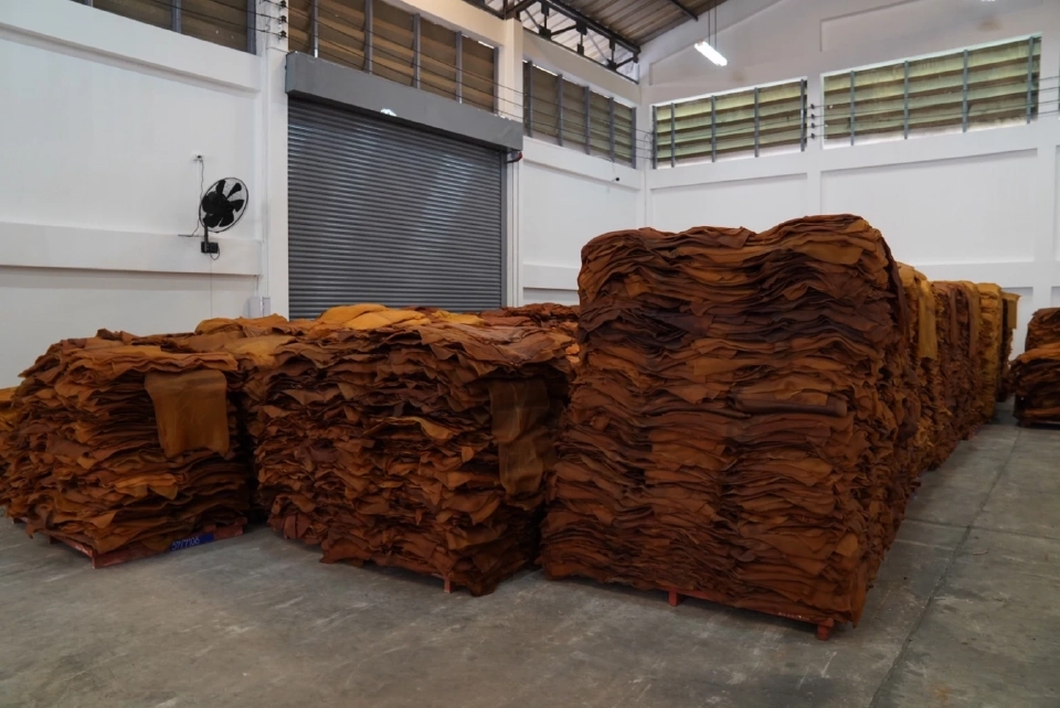 `กยท.` แบล็กลิสต์พ่อค้าฉวยโอกาส อ้างวันชาติจีนกดราคารับซื้อยาง