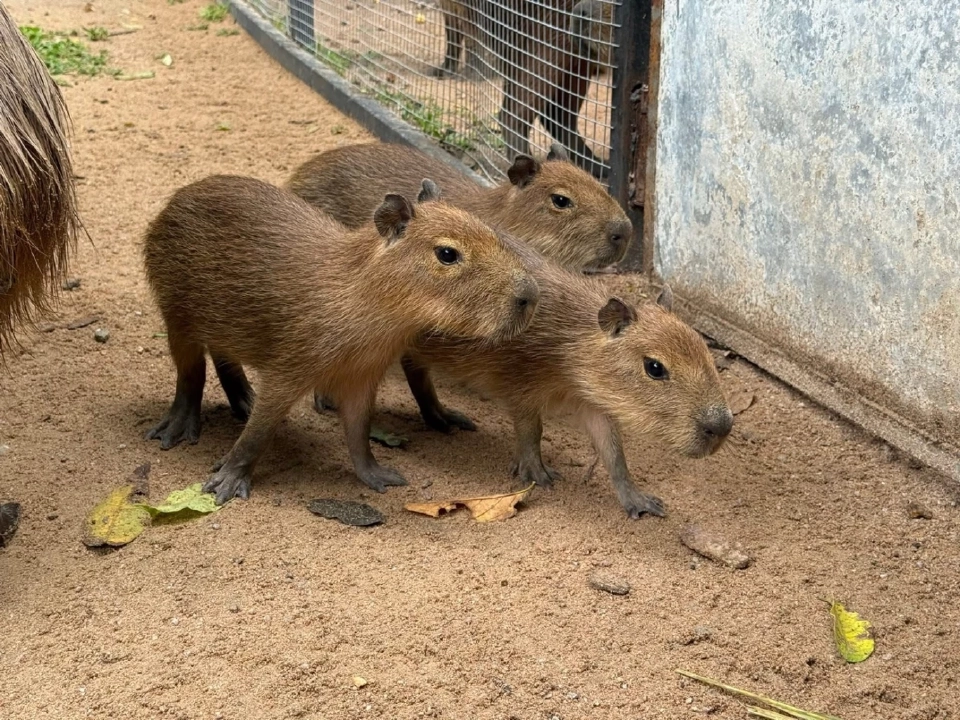 กิง ก่อง แก้ว 