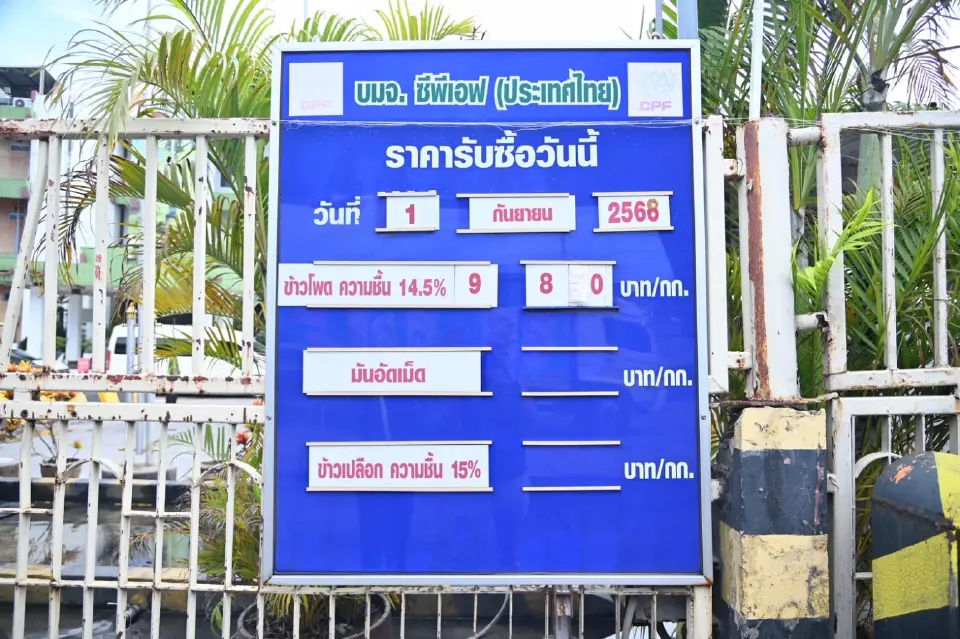 พาณิชย์ คุมโรงงานอาหารสัตว์ รับซื้อข้าวโพด 9.80 บ./กก. มั่นใจราคาเป็นธรรมต่อเกษตรกร