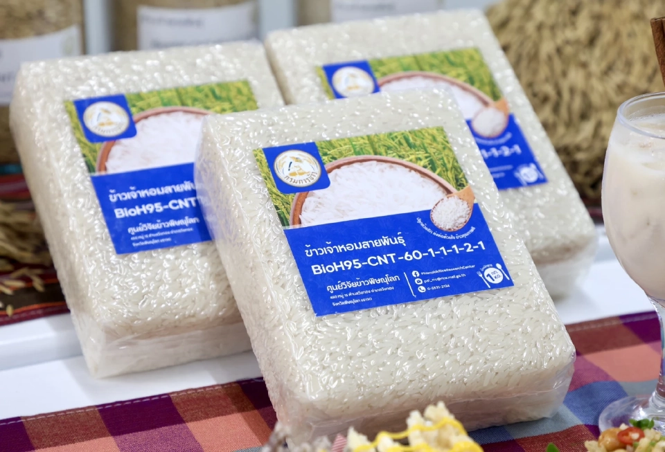 จับตา ‘กข113’ พันธุ์ข้าวป้ายแดง วงการข้าว ฮือฮา! ลุ้นยึดนาไทยแทนที่ข้าวหอมเวียดนาม