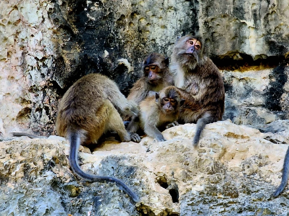 ล่องแคนูท่อง ‘อ่าวพังงา’ตามรอย ‘จูราสสิคเวิลด์’ มหัศจรรย์ แพลงก์ตอนเรืองแสง
