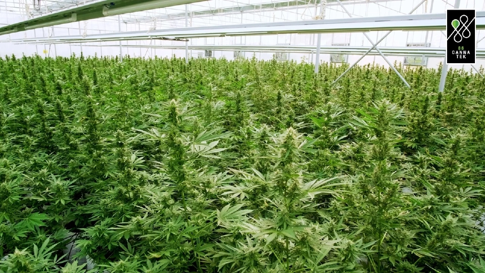 วัดผลงาน “พท.- ภท.” ปลดล็อกกฎหมายใหญ่ “แอลกอฮอล์-กัญชา”