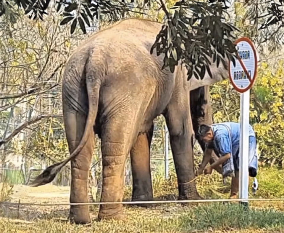 ผ่าจ้านช้างผ่าจ้านผี