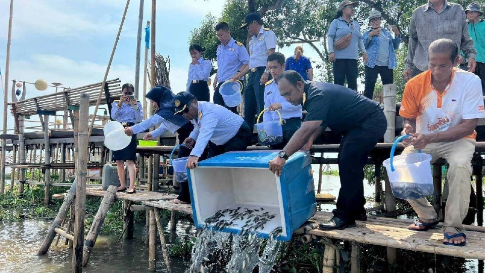 กรมประมง-ซีพีเอฟใช้วิถีธรรมชาติปล่อย “ปลานักล่า” ลดปลาหมอคางดำ
