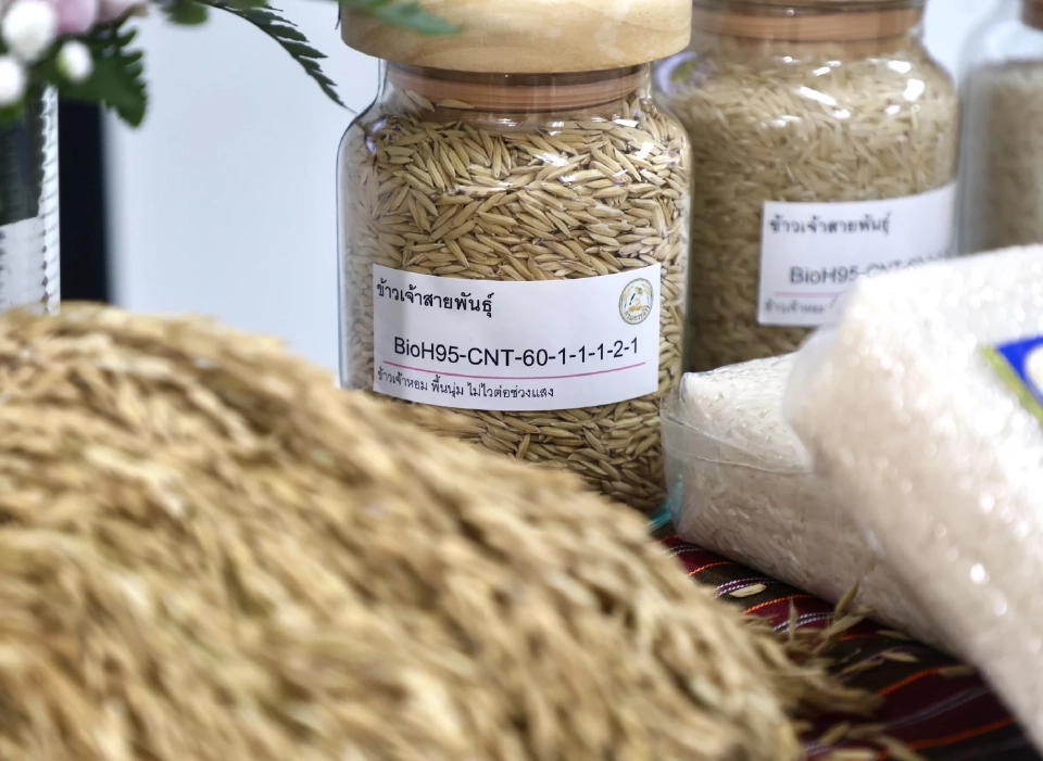 จับตา ‘กข113’ พันธุ์ข้าวป้ายแดง วงการข้าว ฮือฮา! ลุ้นยึดนาไทยแทนที่ข้าวหอมเวียดนาม