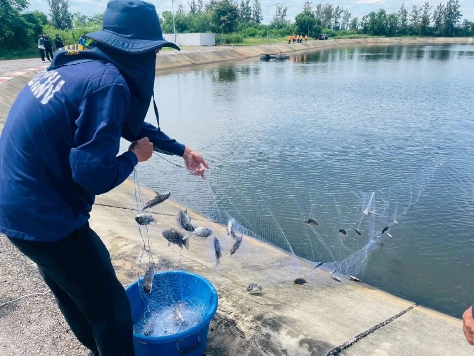 เพชรบุรีผนึกกำลังชุมชนจัดการ “ปลาหมอคางดำ” ต่อเนื่อง