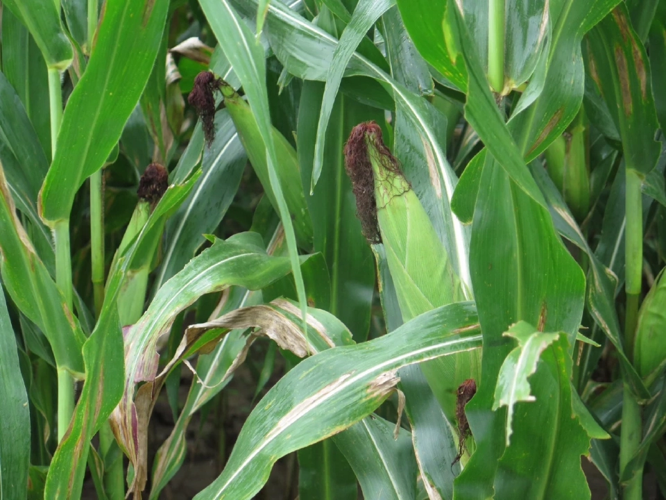 ‘ซีพี’ ขับเคลื่อนข้าวโพดยั่งยืนในเมียนมา ยันโปร่งใส-ปลอดเผา ตรวจสอบย้อนกลับได้