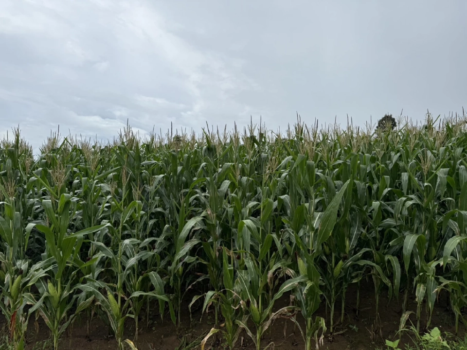 ‘ซีพี’ ขับเคลื่อนข้าวโพดยั่งยืนในเมียนมา ยันโปร่งใส-ปลอดเผา ตรวจสอบย้อนกลับได้