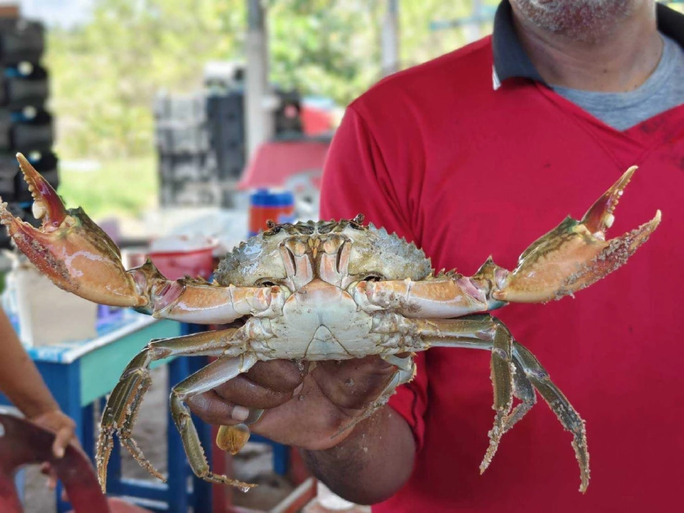 เกษตรกรปากพนังพลิกวิกฤต"ปลาหมอคางดำ"แปรเป็นอาหารปูขาว