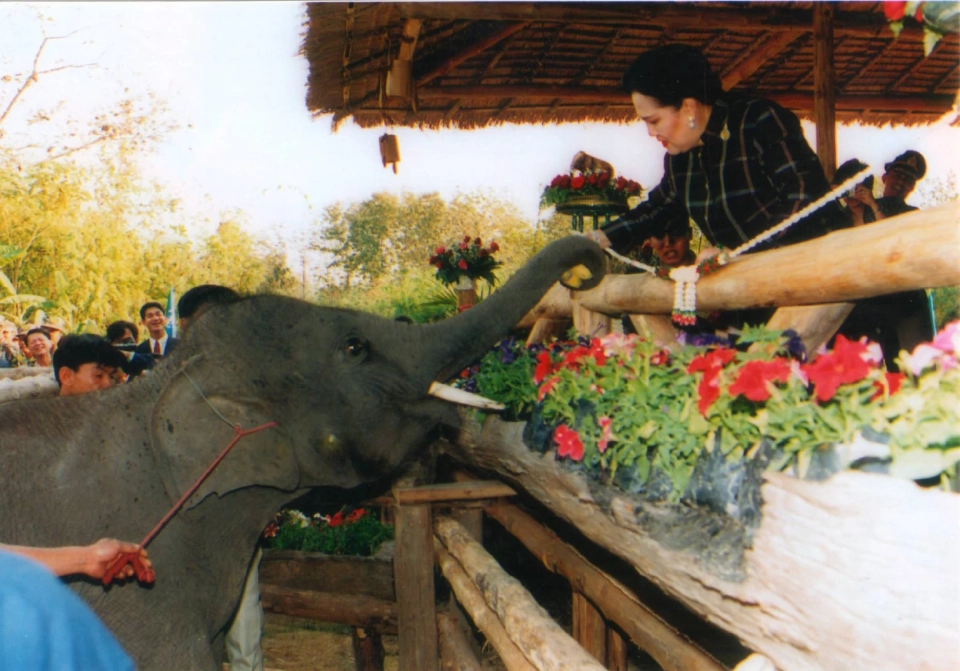 มูลนิธิคืนช้างสู่ธรรมชาติ พระราชกรณียกิจแห่งความเมตตา พระพันปีหลวง