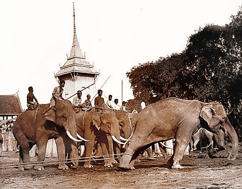 วิธีจับช้าง 2