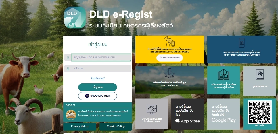 ข่าวดี! รัฐอัดเงินช่วยเกษตรกร ซื้อโคเนื้อราคาประกัน 80 บาท/กก.