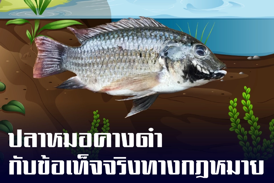 ปลดแอกปลาหมอคางดำ: ภาครัฐออกกฎหมายสายฟ้าแลบ ใครคือผู้ถูกลอยแพ?