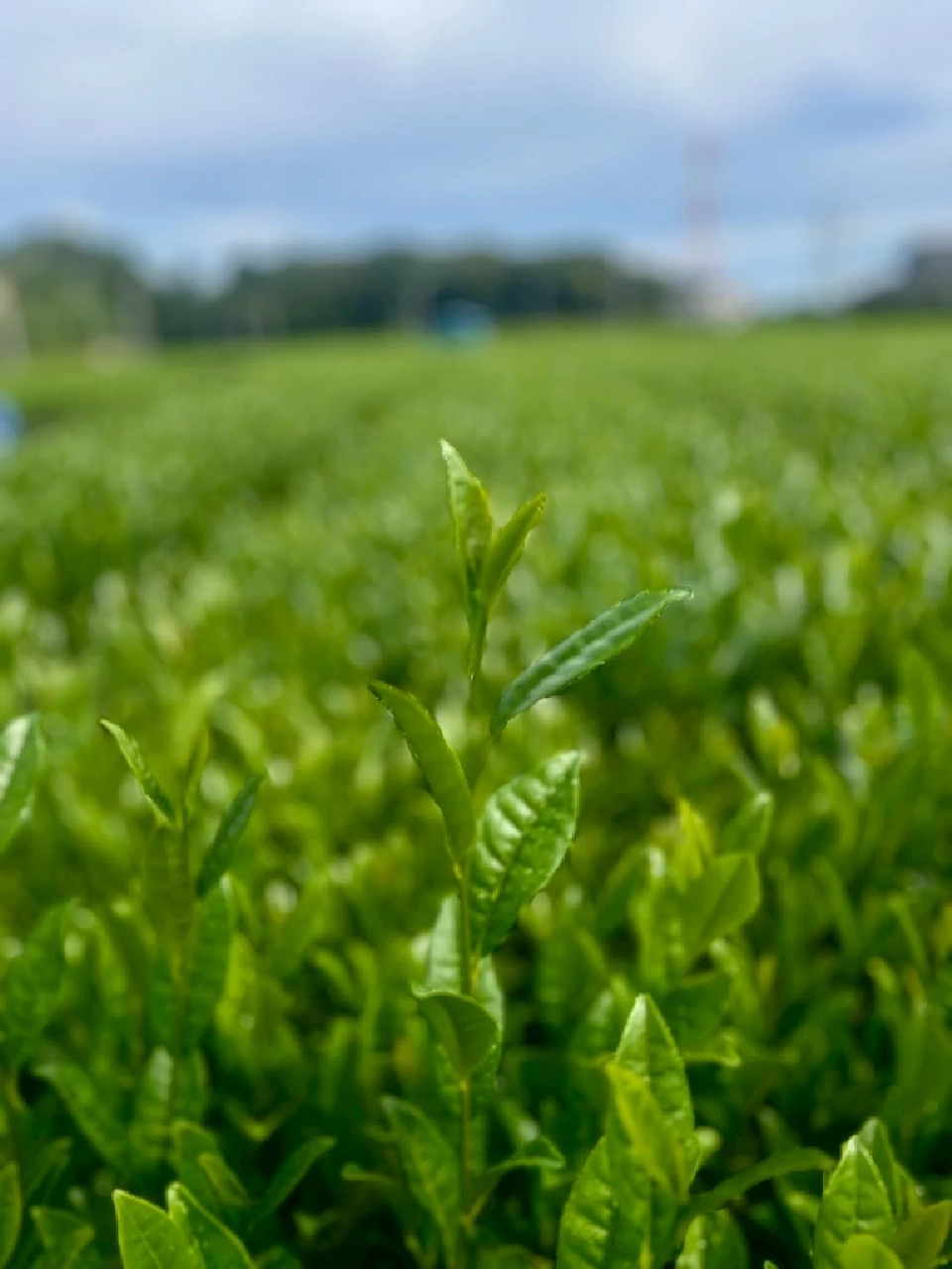 โลกร้อนกระทบไร่ชาญี่ปุ่น ผลผลิตวูบ ‘มัตสึดะ’ลั่นพร้อมเสิร์ฟมัทฉะพรีเมียมร้านอินทนิล