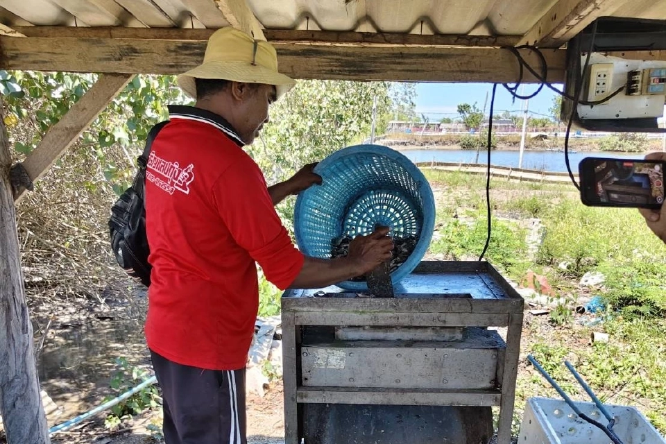 เกษตรกรปากพนังพลิกวิกฤต"ปลาหมอคางดำ"แปรเป็นอาหารปูขาว