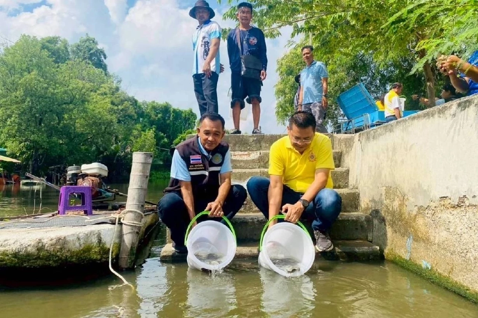 กรมประมงเดินหน้าปล่อย “ปลานักล่า” คุมเข้ม “ปลาหมอคางดำ”