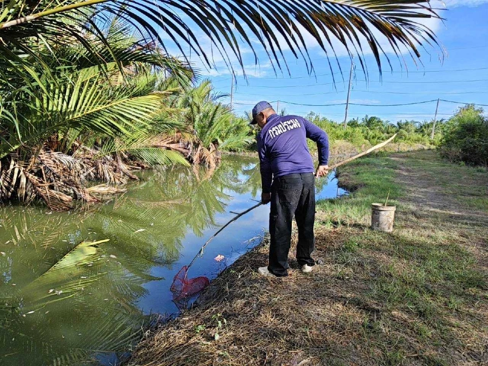 เกษตรกรปากพนังพลิกวิกฤต"ปลาหมอคางดำ"แปรเป็นอาหารปูขาว