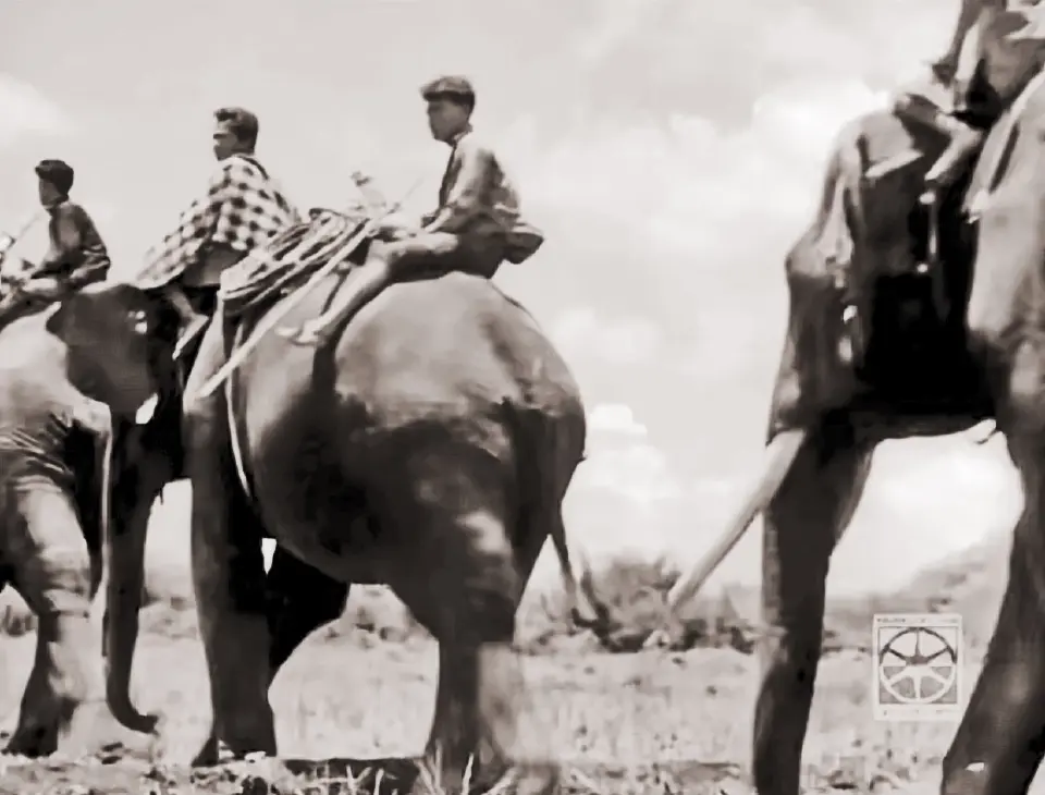 วิธีจับช้าง