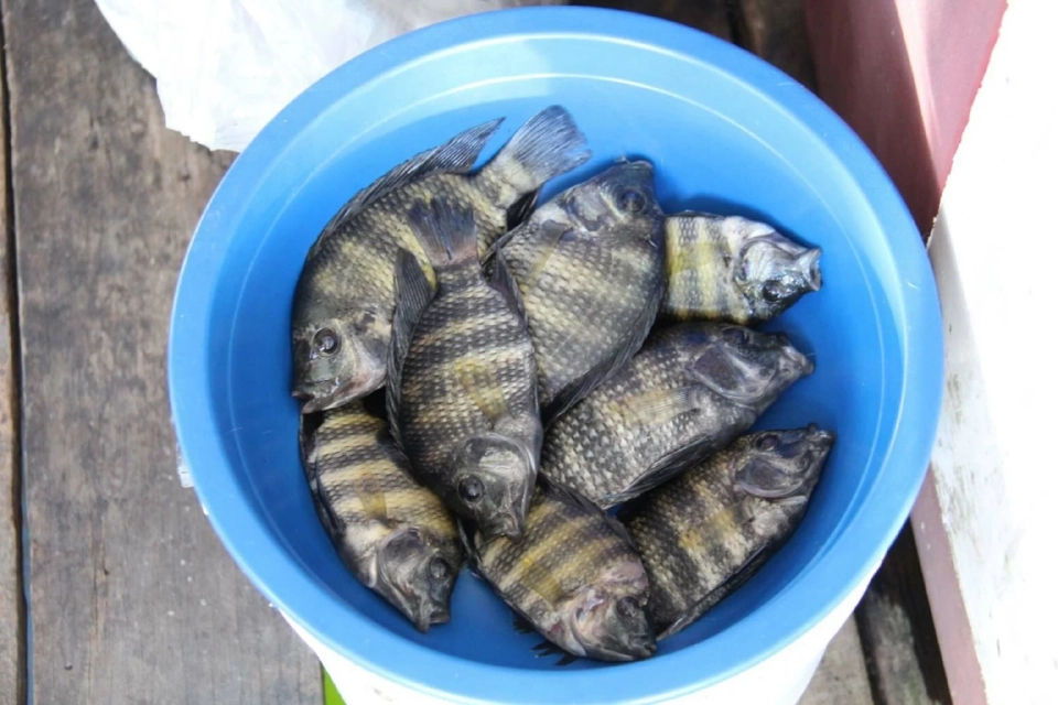 ปลาหมอบัตเตอร์