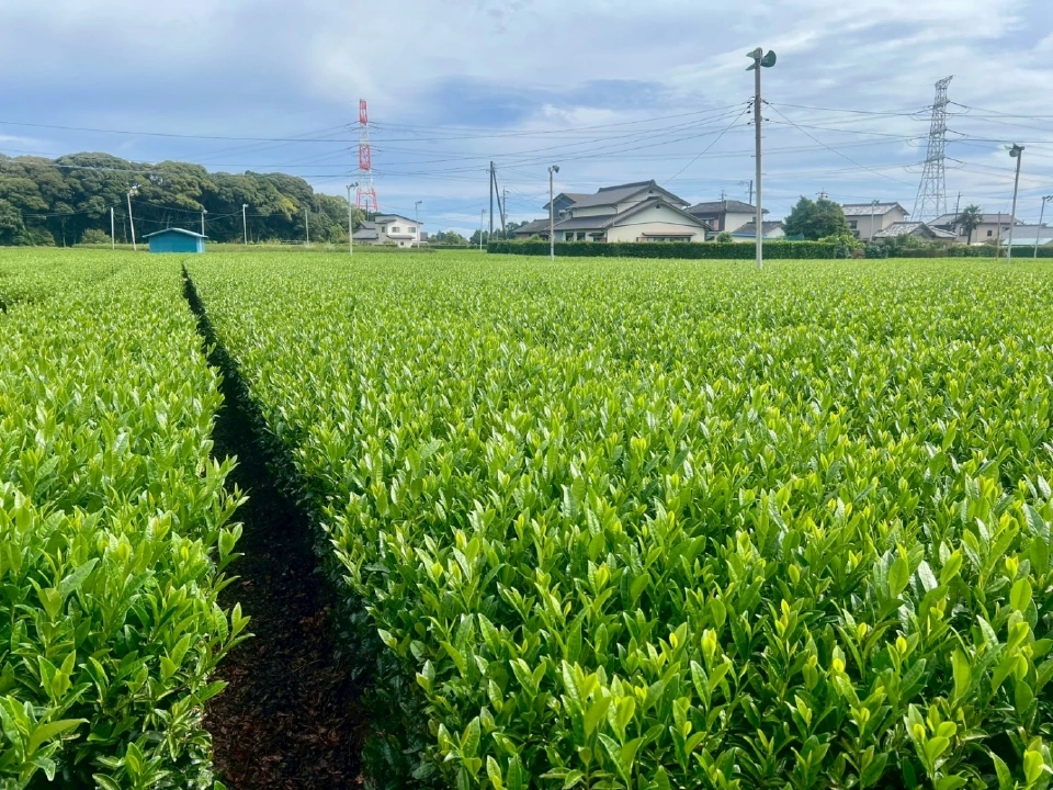 ‘อินทนิล’ รุกมัทฉะพรีเมียม ลุยเปิด 1,800 สาขา ใน 3 ปี ดันยอดโต 6,000 ล้าน