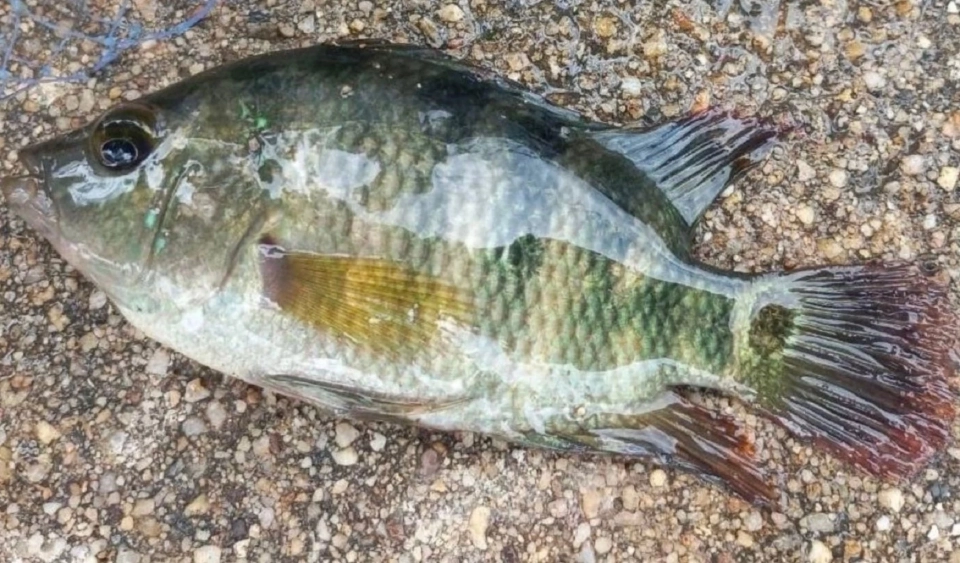 ปลาหมอมายัน