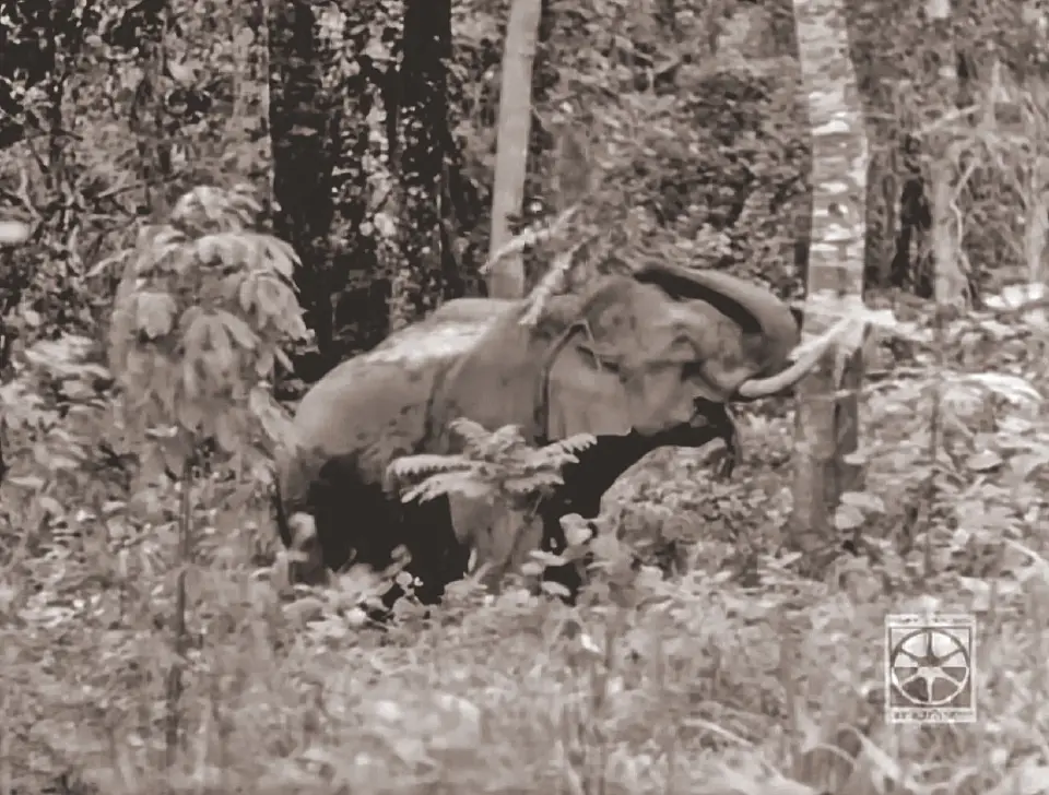 วิธีจับช้าง