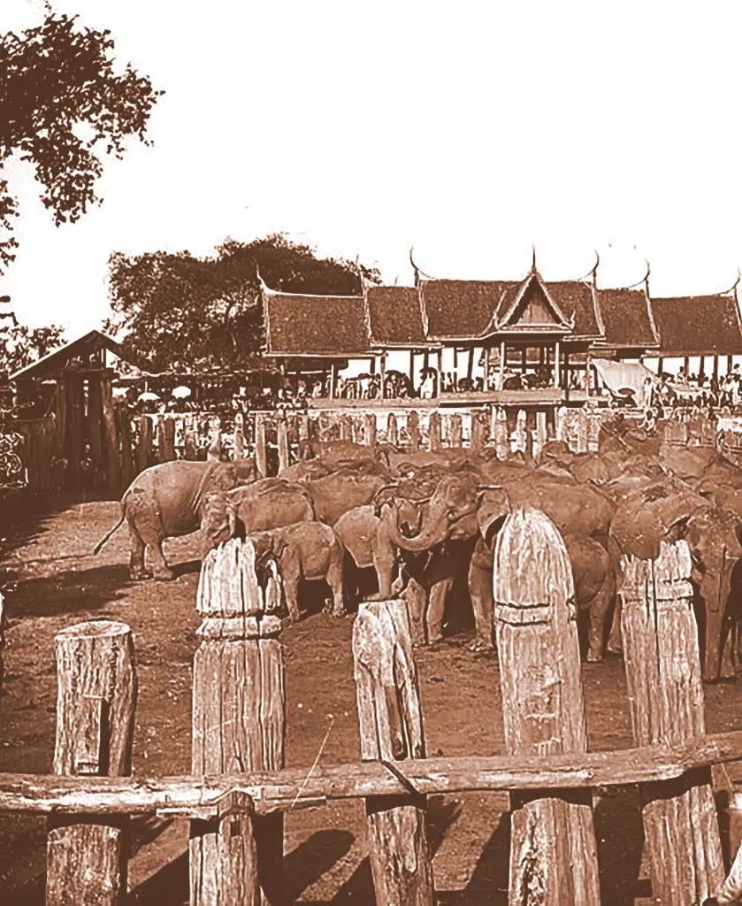 วิธีจับช้าง 2