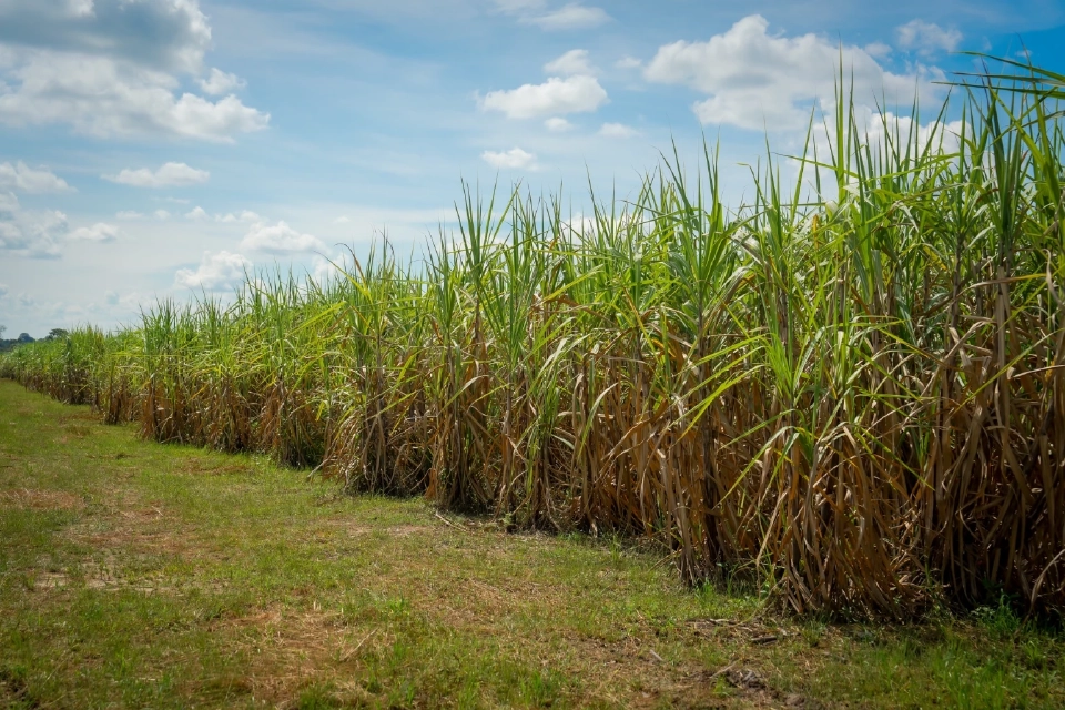 สอน. ดันมาตรการ ‘อ้อยสด-ลดเผา’ ปี 68/69 ยกระดับรายได้เกษตรกรคู่ลด PM2.5