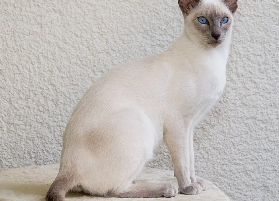 แมววิเชียรมาศ 